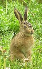 Lièvre en été