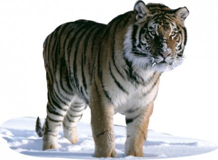 Losar 14 fév. 2010 - Année du Tigre de Fer